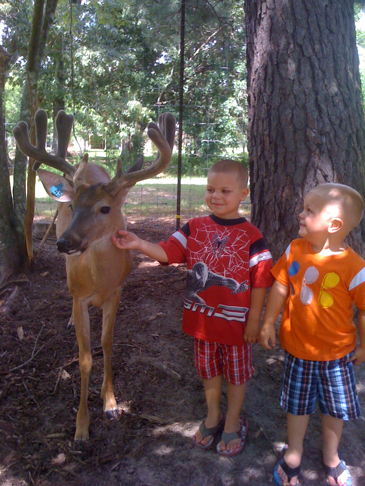 Louisiana Trophy Whitetail Petting Zoo for you or your Children's